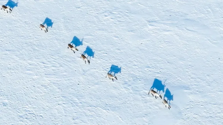 Vue aérienne d'un troupeau de caribous traversant une étendue enneigée de l'Arctique, ombres bleutées portées sur la neige